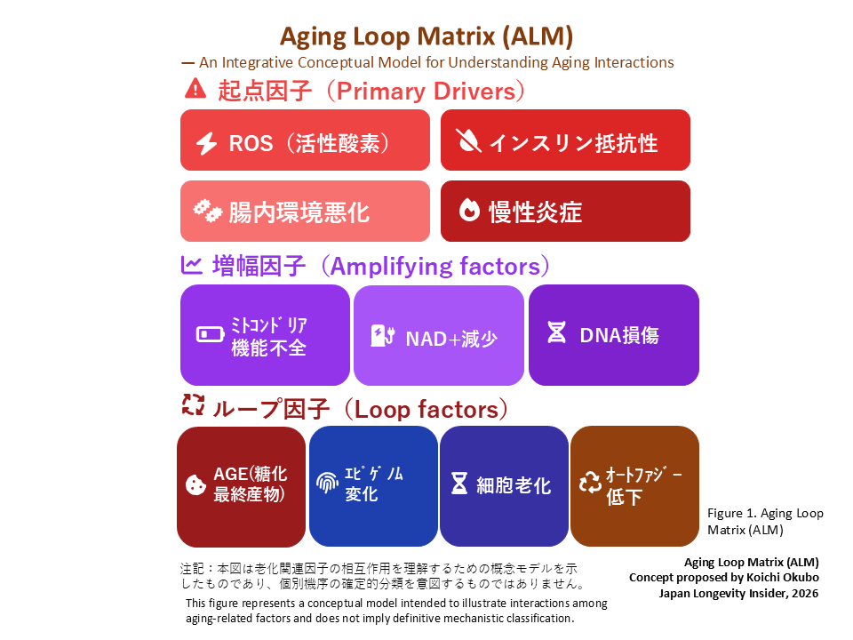 Aging Loop Matrix (ALM)
