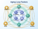 Loop Factors of Aging