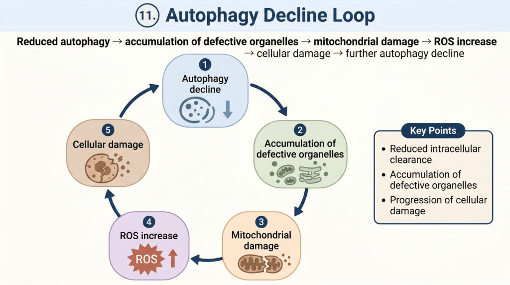 Infographic titled 'Autophagy Decline Loop' showing a circular flow: autophagy decline leads to accumulation of defective organelles, mitochondrial damage, ROS increase, and cellular damage (steps 1–5).
