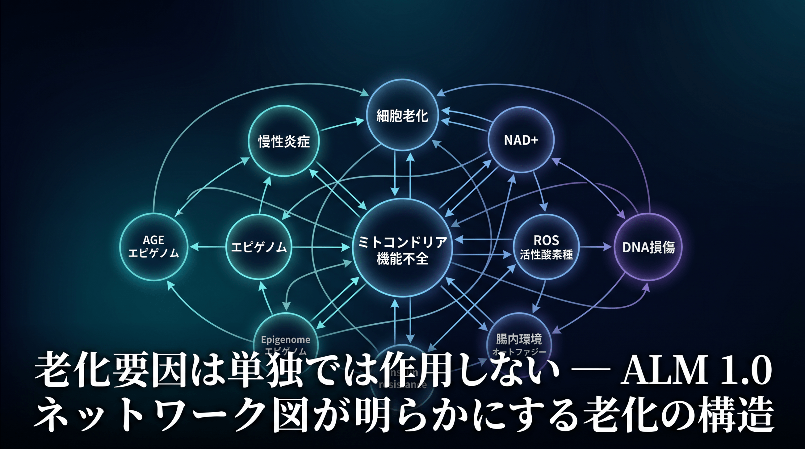 11の老化因子が連鎖する仕組みを1枚の図で理解する——Aging Loop Matrix 1.0